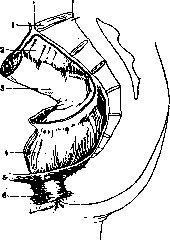 Rectum: figure 3 from the 1928–1936 encyclopedia article