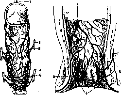 Rectum: figure 12 from the 1928–1936 encyclopedia article