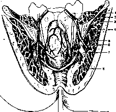 Rectum: figure 10 from the 1928–1936 encyclopedia article