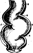 Rectum: figure 8 from the 1928–1936 encyclopedia article