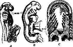 Biogenetic Law: figure 1 from the 1928–1936 encyclopedia article