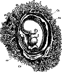 Biogenetic Law: figure 2 from the 1928–1936 encyclopedia article