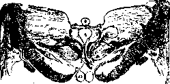 Darkshevich's Nucleus: figure 1 from the 1928–1936 encyclopedia article