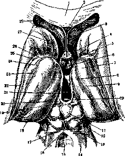 Thalamus Opticus: figure 2 from the 1928–1936 encyclopedia article