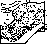 Thalamus Opticus: figure 1 from the 1928–1936 encyclopedia article