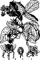 Raspberry: figure 1 from the 1928–1936 encyclopedia article