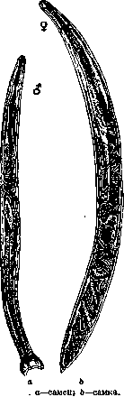 Ancylostoma: figure 1 from the 1928–1936 encyclopedia article