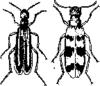 Blister Beetles: figure 1 from the 1928–1936 encyclopedia article