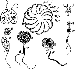 Gametes: figure 1 from the 1928–1936 encyclopedia article