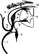 Nerves: figure 1 from the 1928–1936 encyclopedia article
