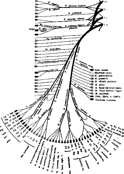 Nerves: figure 10 from the 1928–1936 encyclopedia article
