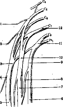 Nerves: figure 17 from the 1928–1936 encyclopedia article