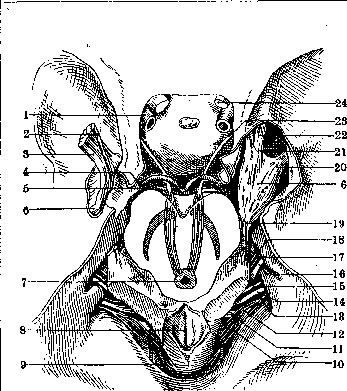 Nerves: figure 11 from the 1928–1936 encyclopedia article