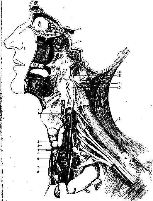 Nerves: figure 25 from the 1928–1936 encyclopedia article