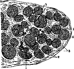 Nerves: figure 2 from the 1928–1936 encyclopedia article