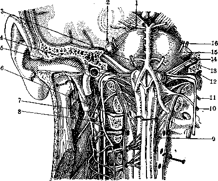 Nerves: figure 12 from the 1928–1936 encyclopedia article