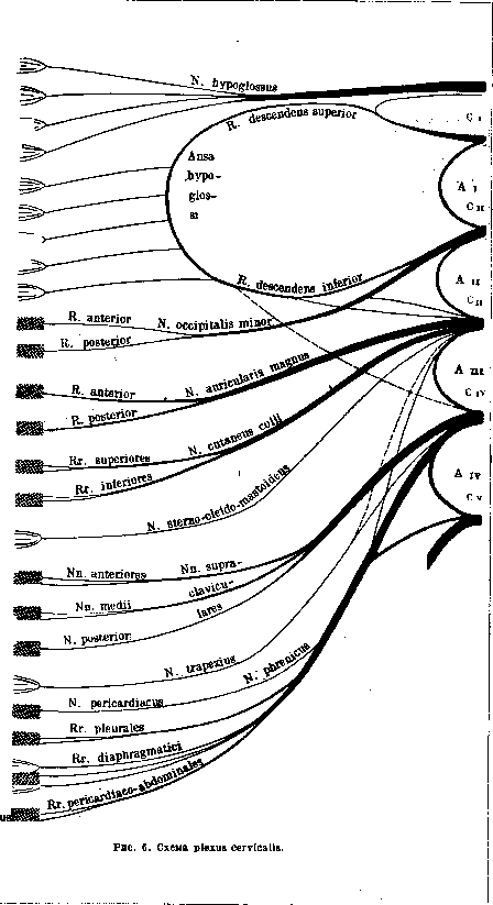 Nerves: figure 7 from the 1928–1936 encyclopedia article