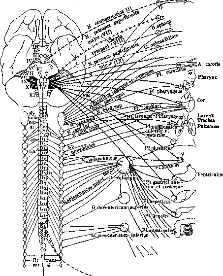 Nerves: figure 3 from the 1928–1936 encyclopedia article