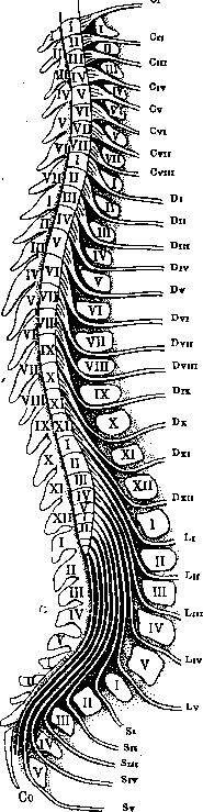 Nerves: figure 21 from the 1928–1936 encyclopedia article