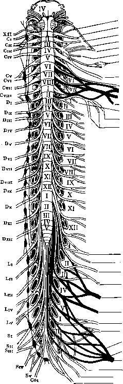 Nerves: figure 22 from the 1928–1936 encyclopedia article