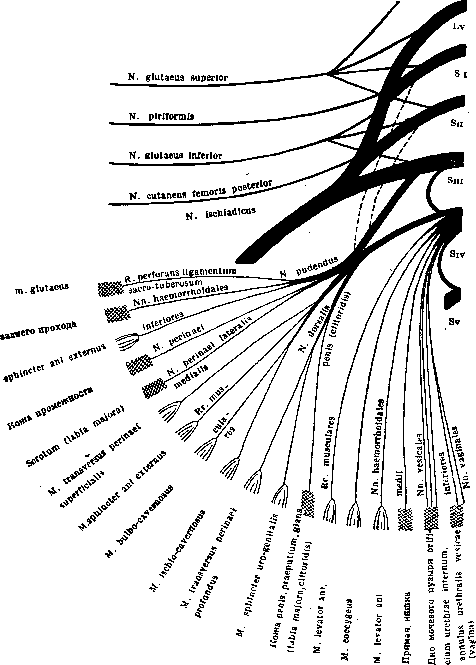 Nerves: figure 9 from the 1928–1936 encyclopedia article