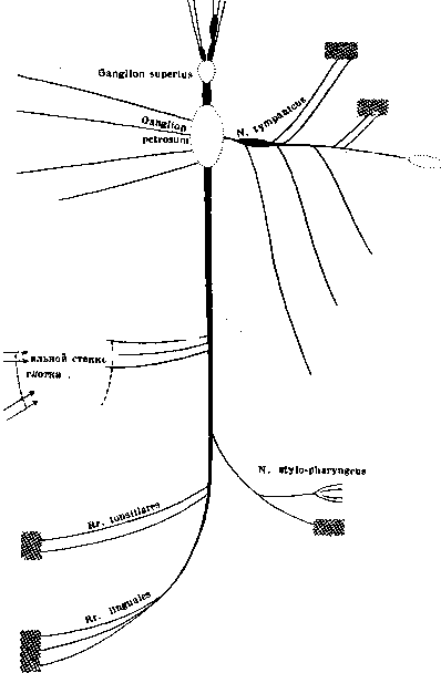 Nerves: figure 5 from the 1928–1936 encyclopedia article