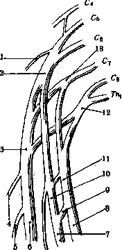 Nerves: figure 19 from the 1928–1936 encyclopedia article