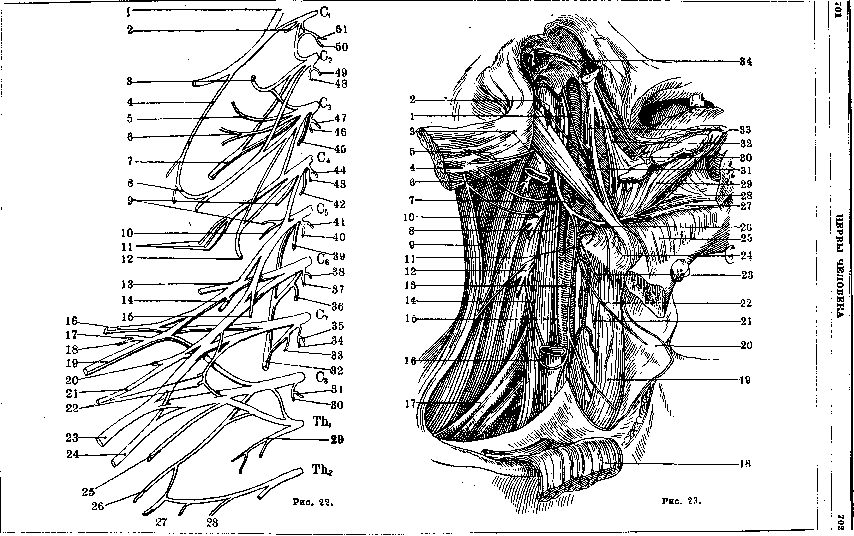 Nerves: figure 20 from the 1928–1936 encyclopedia article