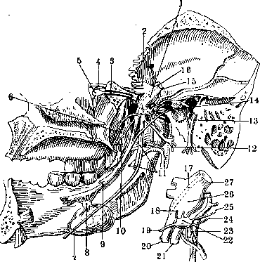 Nerves: figure 14 from the 1928–1936 encyclopedia article