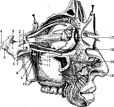 Nerves: figure 15 from the 1928–1936 encyclopedia article