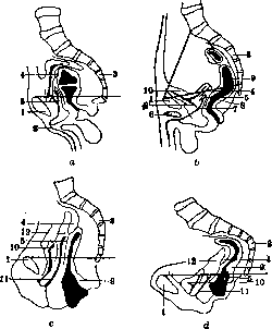 Urinary Bladder: figure 3 from the 1928–1936 encyclopedia article