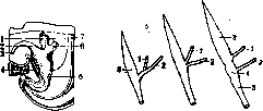 Urinary Bladder: figure 1 from the 1928–1936 encyclopedia article