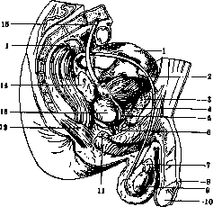 Urinary Bladder: figure 4 from the 1928–1936 encyclopedia article