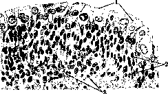 Urinary Bladder: figure 8 from the 1928–1936 encyclopedia article