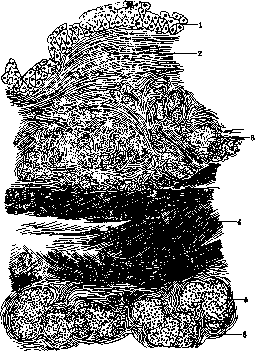 Urinary Bladder: figure 7 from the 1928–1936 encyclopedia article