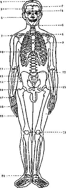 Anthropometry: figure 1 from the 1928–1936 encyclopedia article