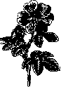 Rose: figure 1 from the 1928–1936 encyclopedia article