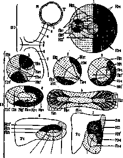 Visual Pathways: figure 1 from the 1928–1936 encyclopedia article
