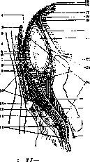 Retroperitoneal Space: figure 2 from the 1928–1936 encyclopedia article