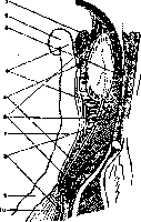 Retroperitoneal Space: figure 3 from the 1928–1936 encyclopedia article