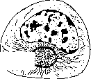 Cell: figure 9 from the 1928–1936 encyclopedia article