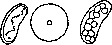 Cell: figure 21 from the 1928–1936 encyclopedia article