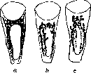 Cell: figure 16 from the 1928–1936 encyclopedia article