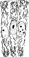 Cell: figure 12 from the 1928–1936 encyclopedia article