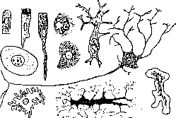 Cell: figure 1 from the 1928–1936 encyclopedia article