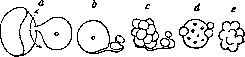 Cell: figure 22 from the 1928–1936 encyclopedia article