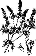 Mint: figure 1 from the 1928–1936 encyclopedia article