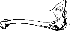 Ankylosis: figure 2 from the 1928–1936 encyclopedia article