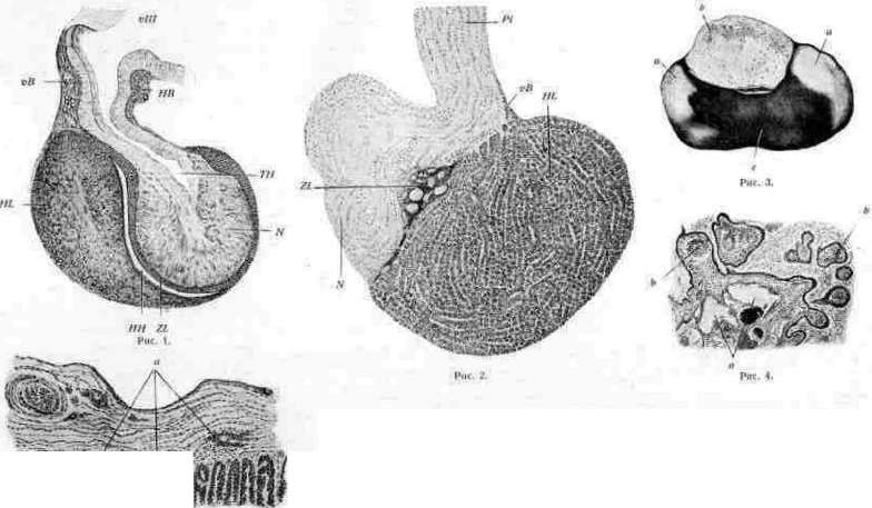 Pituitary Gland: figure 1 from the 1928–1936 encyclopedia article