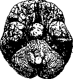 Pituitary Gland: figure 3 from the 1928–1936 encyclopedia article